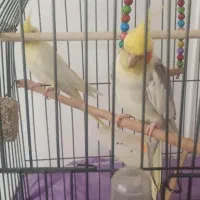 عروس هلندی مولد