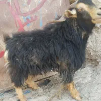 تکه|حیوانات مزرعه|درح, |دیوار