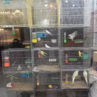 انواع پرنده زینتی