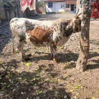گاوشکمدارچالوسی