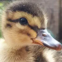 جوجه اردک و جوجه مرغ  یک ماهه