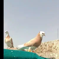 دوکت طوقی زرد کم یاب معاوضه