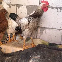 خروس