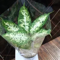 گل و گیاه|گل و گیاه طبیعی|ملارد, |دیوار