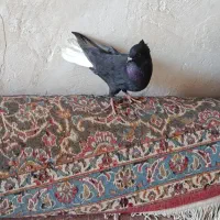 کفتر دمی بهبونی|پرنده|شیراز, دروازه قران|دیوار