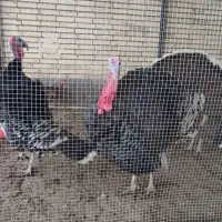 بوقلمون برنز ارگانیک محلی و مرغ و خروس|حیوانات مزرعه|کرمان, |دیوار