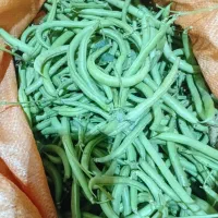 لوبیا سبز گوشتی