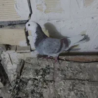 کفتر نر شازده‌سرور|پرنده|تهران, حسن‌آباد|دیوار