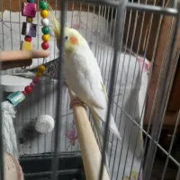 عروس هلندی جفت