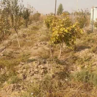 فروش باغ باانواع درختان میوه تخفیف خوب پای معامله