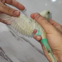 جوجه مرغ عشق رنگ خاص نر و ماده جفتی ۳۵۰|پرنده|اسلام‌شهر, شهرک مصطفی خمینی|دیوار