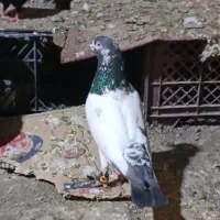 کفتر