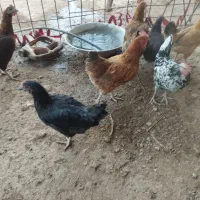 مرغ|حیوانات مزرعه|زرین آباد, |دیوار