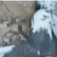 شازه ماده