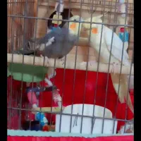 عروس هلندی سخنگو