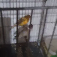 سهره.|پرنده|زرنه, |دیوار