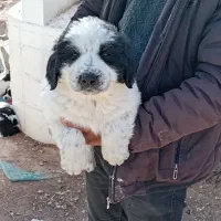 توله سگ قدرجونی