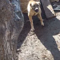 توله سگ نگهبان