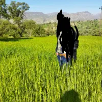 زمین کشاورزی روی آسفالت 1600متر|فروش زمین و ملک کلنگی|سی‌سخت, |دیوار