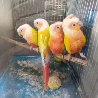 ردچیک سانچیک گرینچیک مونچیک