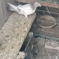 کفتر پرشی جوجه و بالغ ۵تا|پرنده|ری, فیروزآباد|دیوار