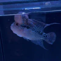 فلاور کینگ کامفا