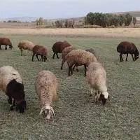 گوسفند یک گله۶۱عددی|حیوانات مزرعه|چنگ الماسی, |دیوار