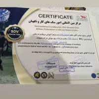 مربی سگ های خانگی ونگهبان،اموزش سگ های اپارتمانی|خدمات آموزشی|شیراز, قصرالدشت|دیوار