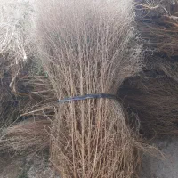 فروش عمدە وخردە بستە جارو(باقە گسک)