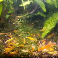 میگو و گیاه آکواریوم شریمپ گیاه کریپتون گندمی|ماهی|شیراز, شهرک جماران|دیوار