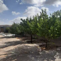 یک هکتار زمین فروش فوری|فروش زمین و ملک کلنگی|سراجو, |دیوار