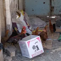 مرغ و خروس