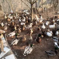 اردک پروازی و محلی