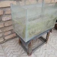 آکواریوم|ماهی|یزد, |دیوار