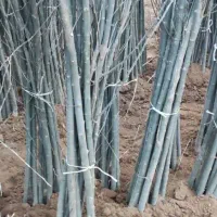 نهال صنوبر ،کبوده و انواع نهال میوه