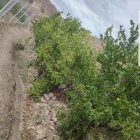 باغ واقع در روستای قز|فروش زمین و ملک کلنگی|سبزوار, کراب|دیوار