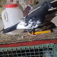 کبوتر|پرنده|مسجد سلیمان, |دیوار