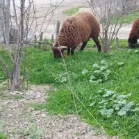 بره نر فروشی