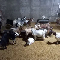 چند عدد بز دقلو زا داشتی همه سرحال وسالم|حیوانات مزرعه|مسجد سلیمان, |دیوار