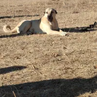 سگ پژدر 15ماهه