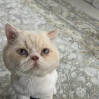 واگذاری گربه پرشین