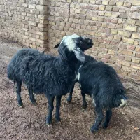 فروش. دوتا  بره نر چاق|حیوانات مزرعه|اراک, |دیوار