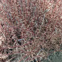 نهال زرشک سالم و آماده کاشت با ریشه قوی|خدمات باغبانی و درختکاری|تربت‌حیدریه, بازار|دیوار