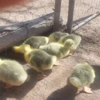 جوجه غاز محلی