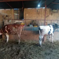 دو راس گوساله نر و ماده