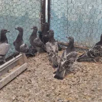 کبوتر کفتر پلاکی زرهی چاپی مسافتی مسابقه ای|پرنده|اصفهان, سپاهانشهر|دیوار