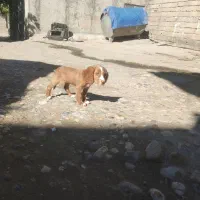 سگ شکاری دنبلانی|سگ|مینودشت, |دیوار