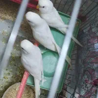 جوجه مرغ عشق هلندی سفید