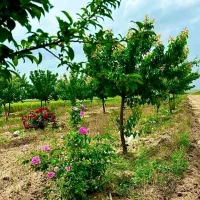 زمین با درخت میوه  انشعابات امکانات شاهنامه دیاکو