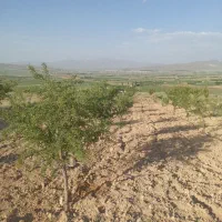 ۲۰۰۰مترباغ فروشی|فروش زمین و ملک کلنگی|بوئین و میاندشت, |دیوار